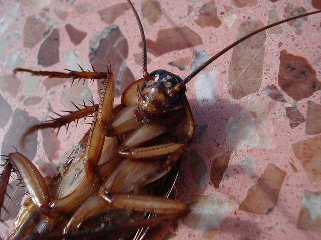 Comment se débarrasser dune invasion de cafards dans une habitation