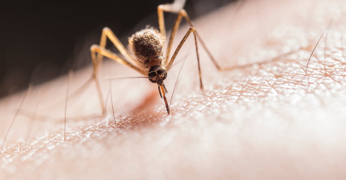 Est-ce que les moustiques sont attirÃ©s par la lumiÃ¨re ?